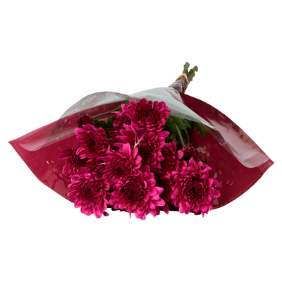 PnP Chrysanth Mix
