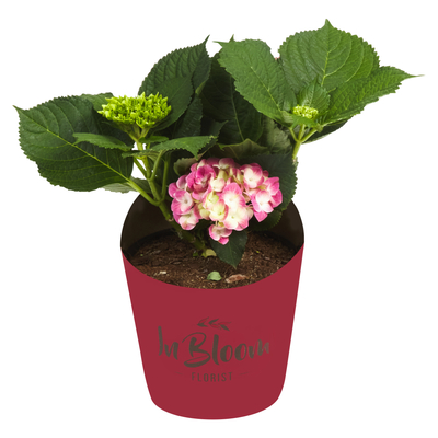 PnP Hydrangea 16.5cm | PnP