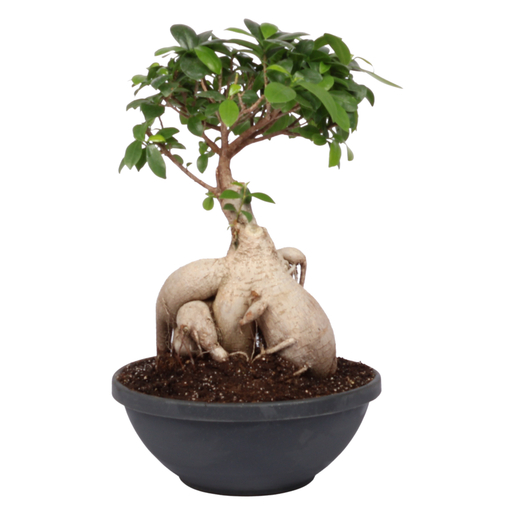 PnP Bonsai 7.5kg | PnP